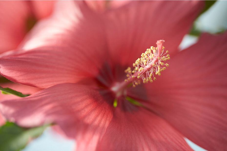 New Texas-bred blue hibiscus flowers arrive in stores this weekend
