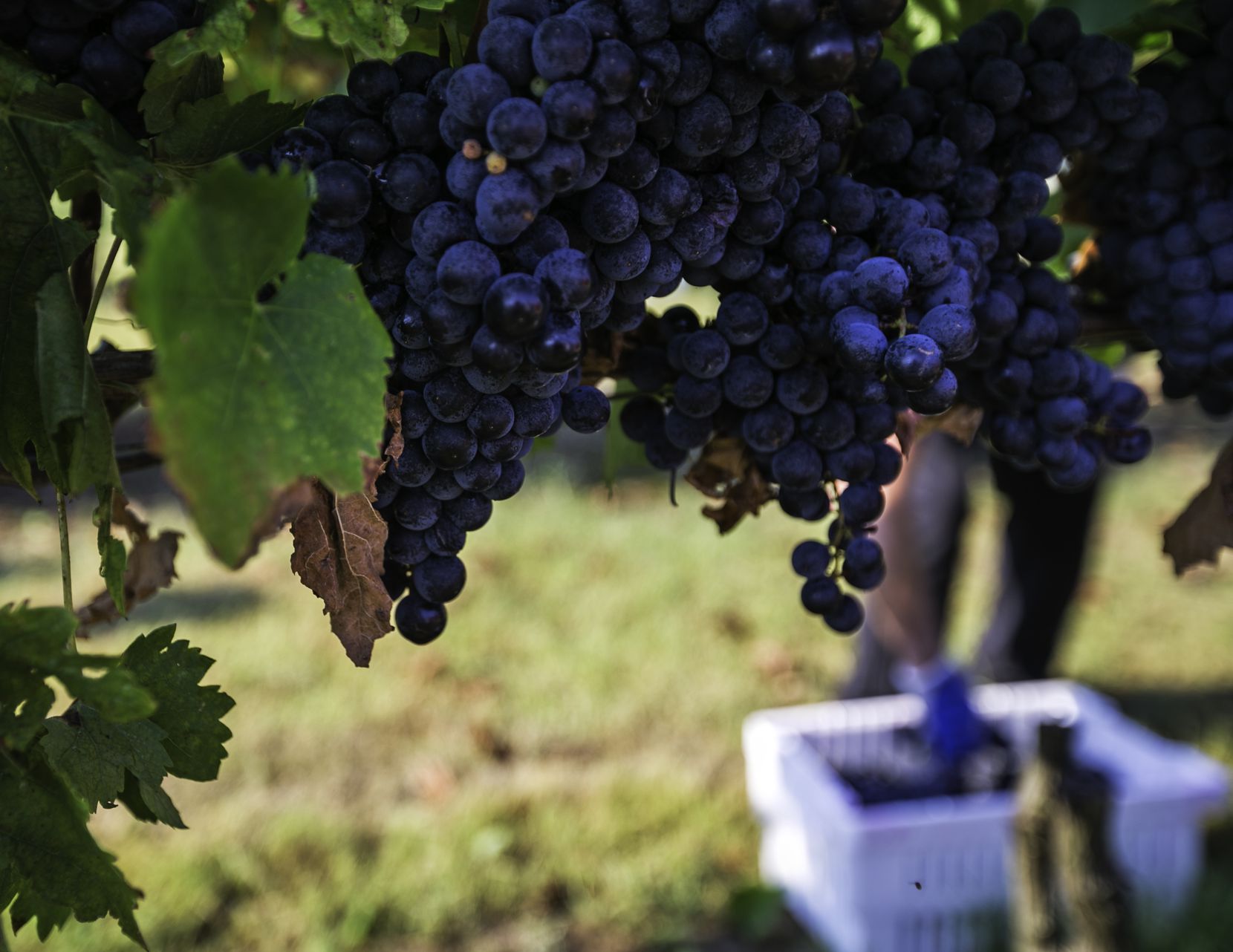 Tempranillo grapes grew at Eden Hill Vineyards in Celina in 2017.