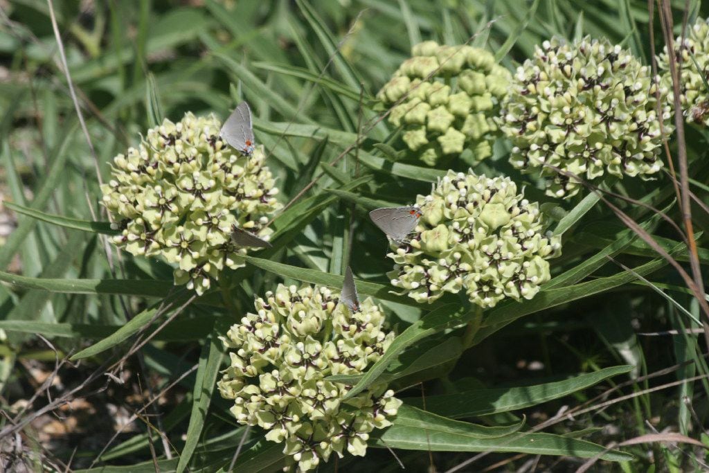 Asclepias asperula, called antelope horn milkweed, is a native plant.