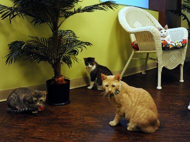 Cats play and relax while waiting to be adopted at The Charming Cat Corner.