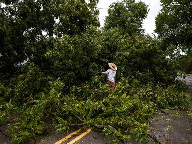 Michael Solares helps to remove a large tree that fell on Gaston Ave near Dumas St, blocking...