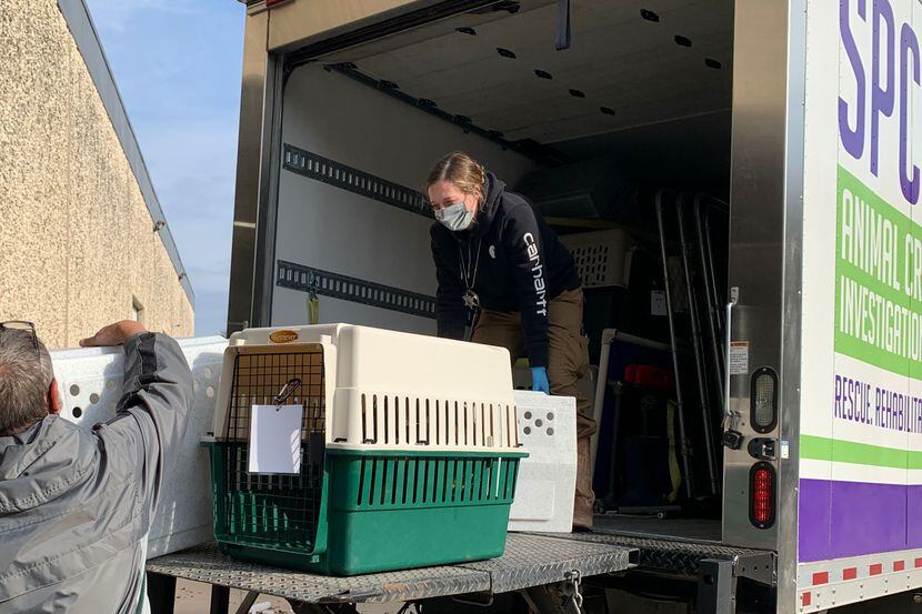 Dozens of cats and dogs were seized by the SPCA of Texas and the Hunt County Sheriff’s...