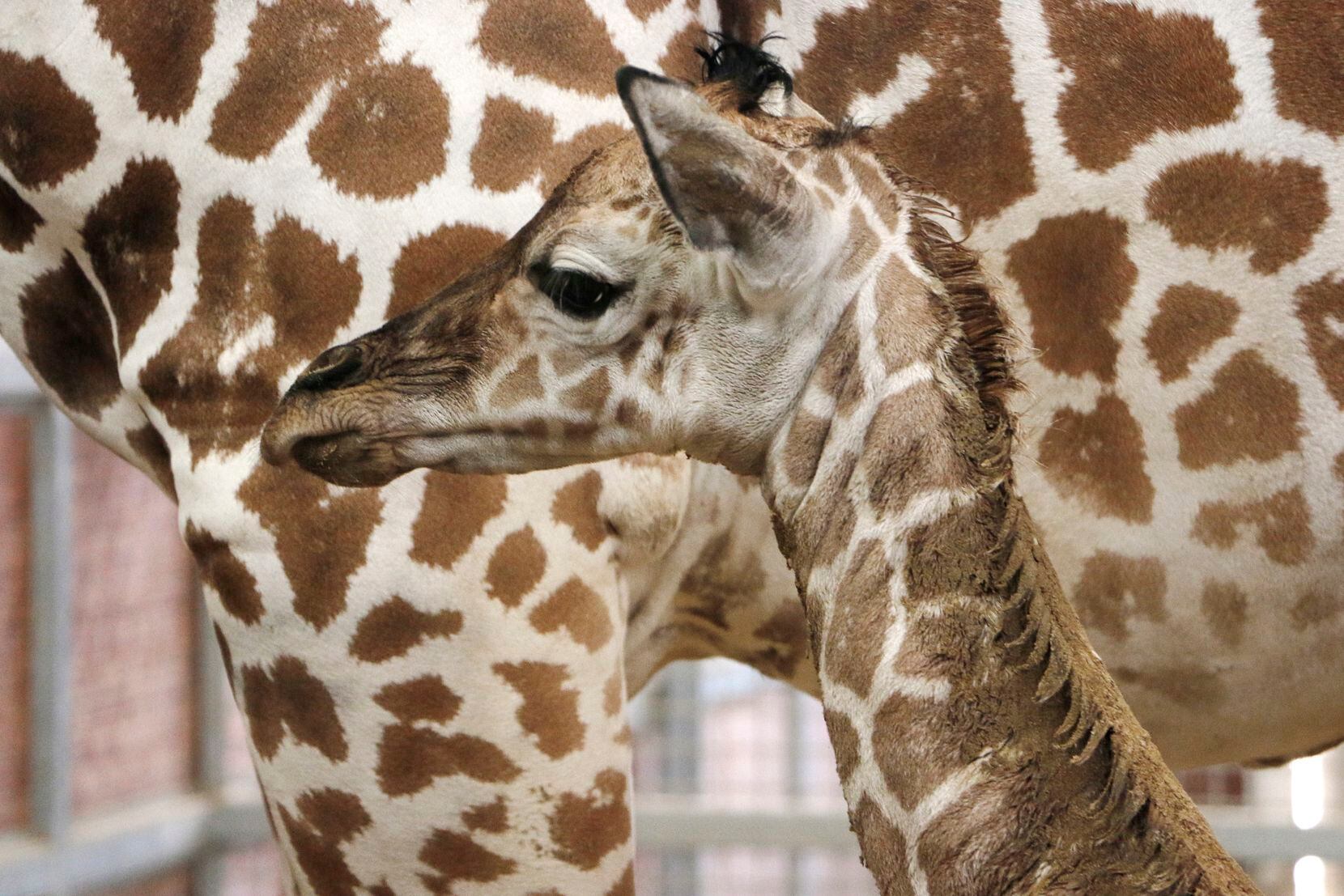Katie the giraffe gave birth May 30 to a male calf, the zoo's first since 2015.
