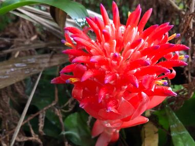 A gorgeous Bromeliad is spotted by the trail leading to the falls.