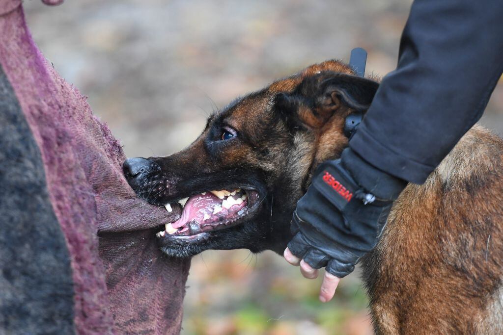 cuanto benadryl se le puede dar a un perro