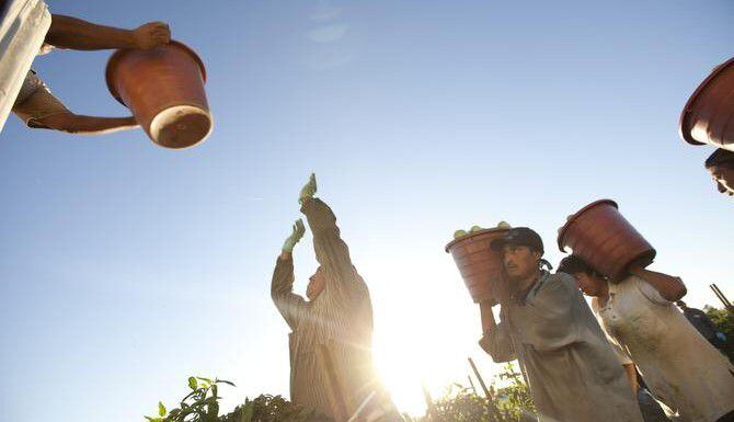 Los campesinos de Florida ganan por debajo de la línea de pobreza por recolectar tomates que...