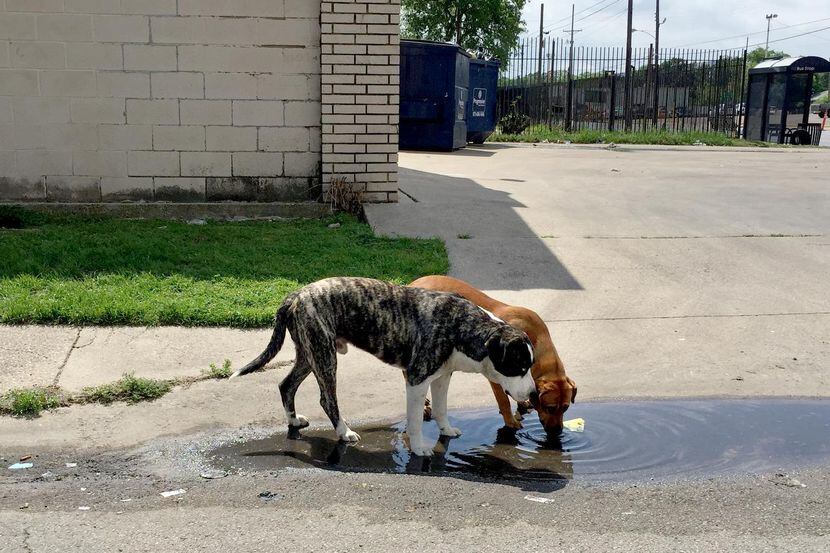 Dos perros sueltos toman agua de un charco en Jamaica street en el sur de Dallas. (DMN/GUY...