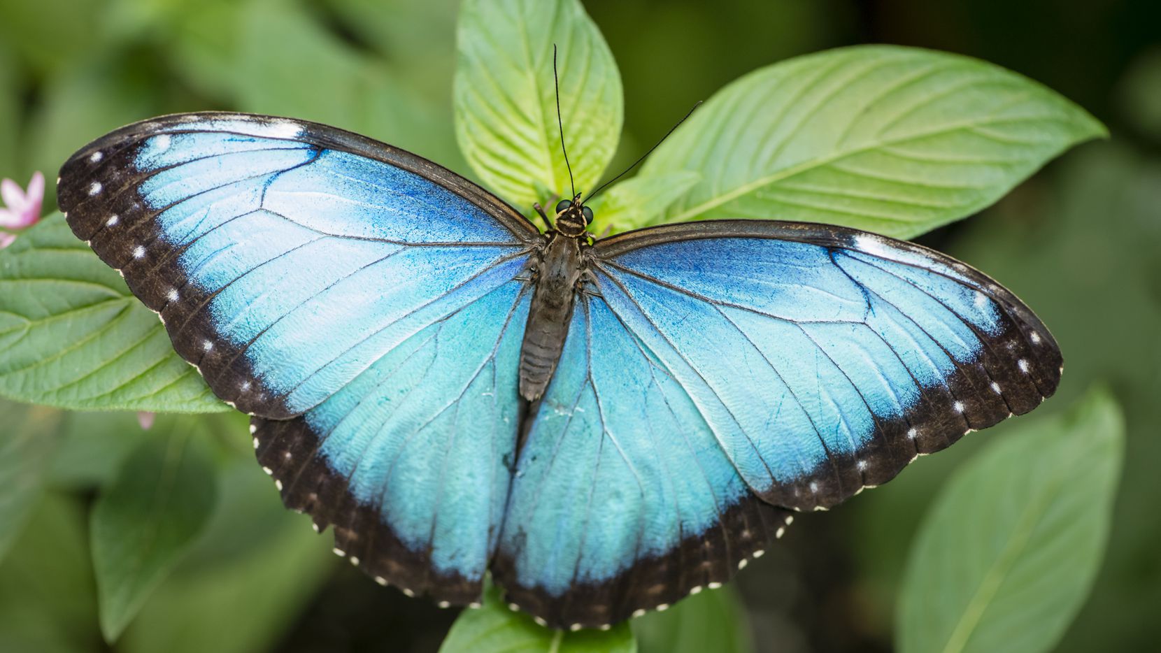 Rico golondrina Donación Exhibición de mariposas exóticas será en Jardín Botánico de Fort Worth