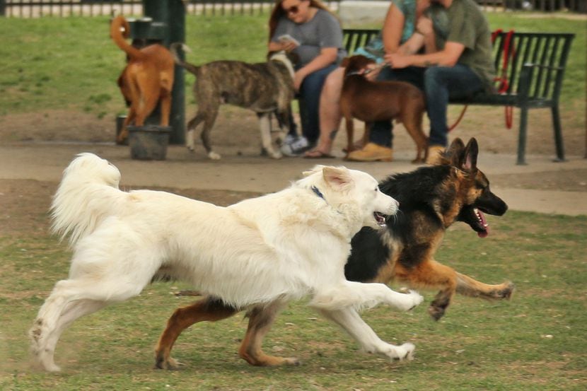 There is plenty of action at White Rock Lake dog park in Dallas, photographed on Saturday,...