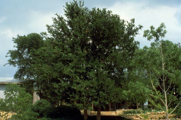 Cedar elm. Micah Pace of the Texas Forest Service highly recommends it because it’s tough,...