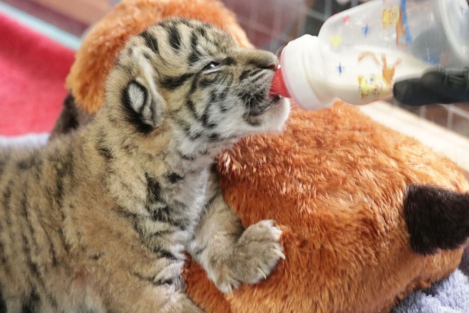 After the birth of Sumini, the first baby tiger born at the Dallas Zoo since 1948, her...