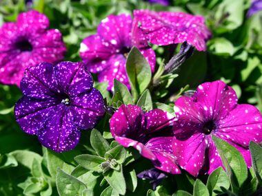 Constellation Aries, a type of Petunia grown at the Dallas Arboretum's newest greenhouse,...