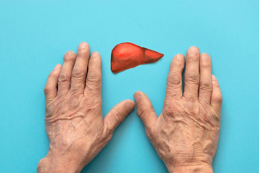 hands of an old man and a paper-cut liver symbol on a blue background. restoration of liver...