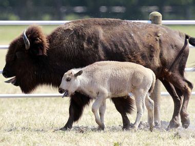 grafisk Lover Forfatning White buffalo calf's death was not a crime, Hunt County sheriff says