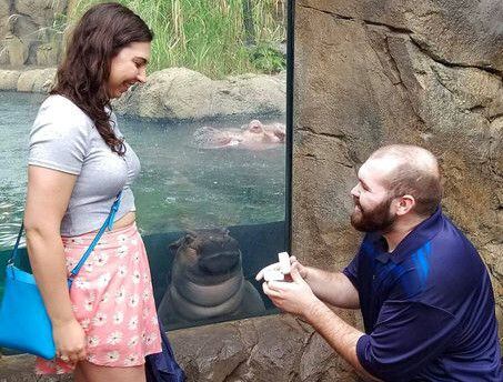 Fiona, la popular hipopótamo bebé del zoológico de Cincinnati, ve cuando Nick Kelble le...