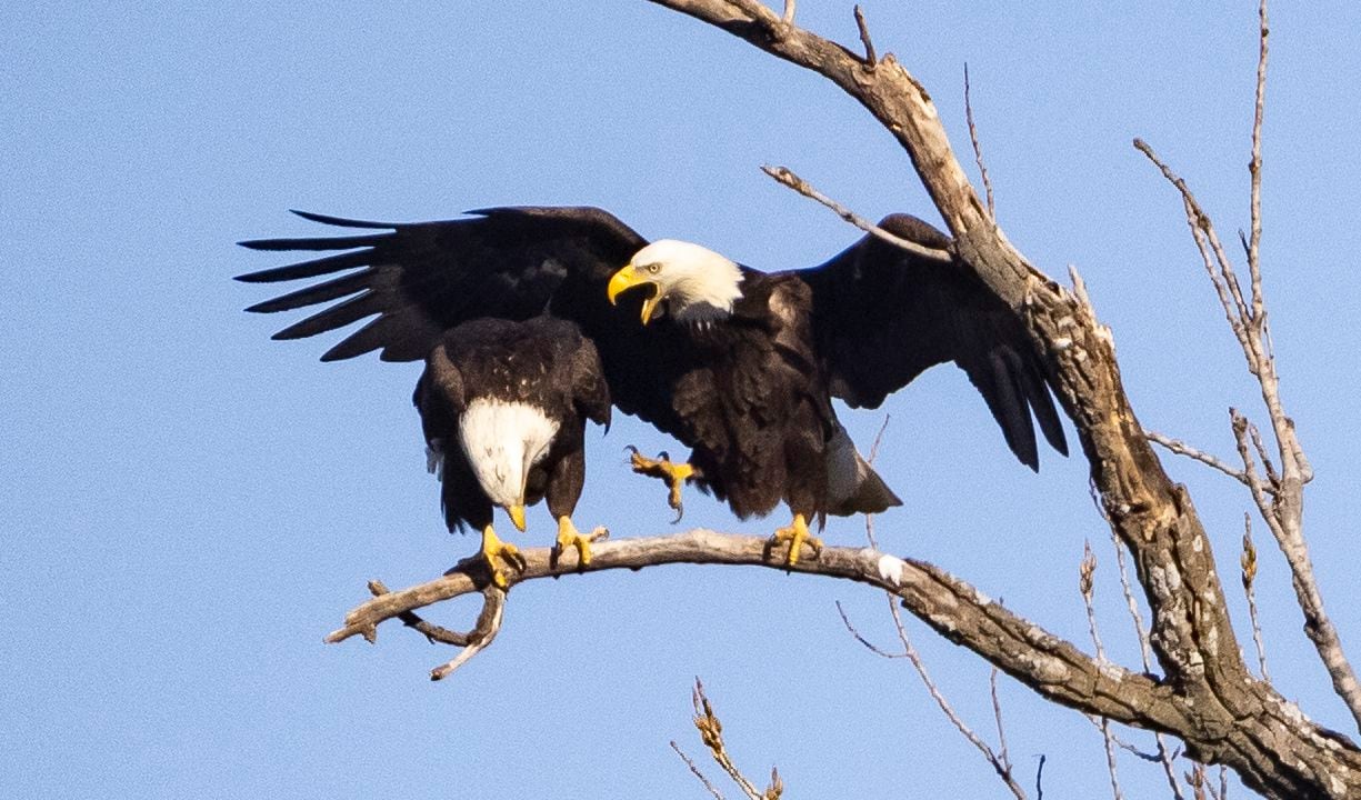 Bald eagles prepared to mate near White Rock Lake in Dallas  on Tuesday, Feb. 8, 2022. The...