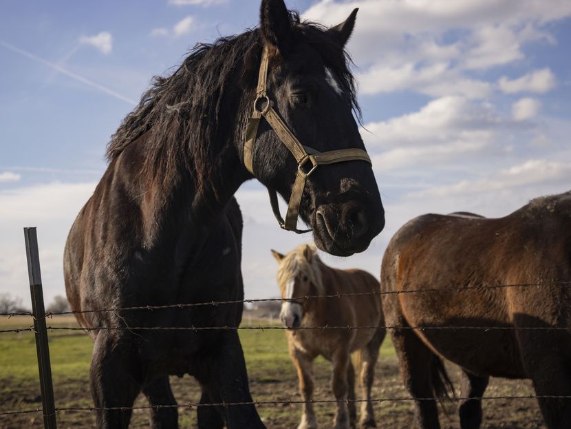 Horses from North Star Carriage walk around at their ranch in Krum on Thursday, Jan. 4,...