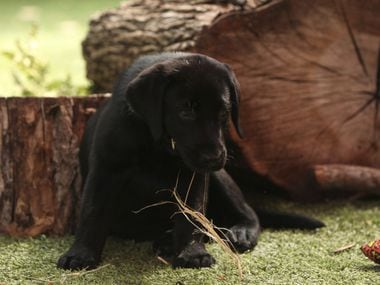 Amani, a black lab puppy in the Wild Adventures area at the Dallas Zoo in Dallas, Texas on Wednesday, September 18, 2013.