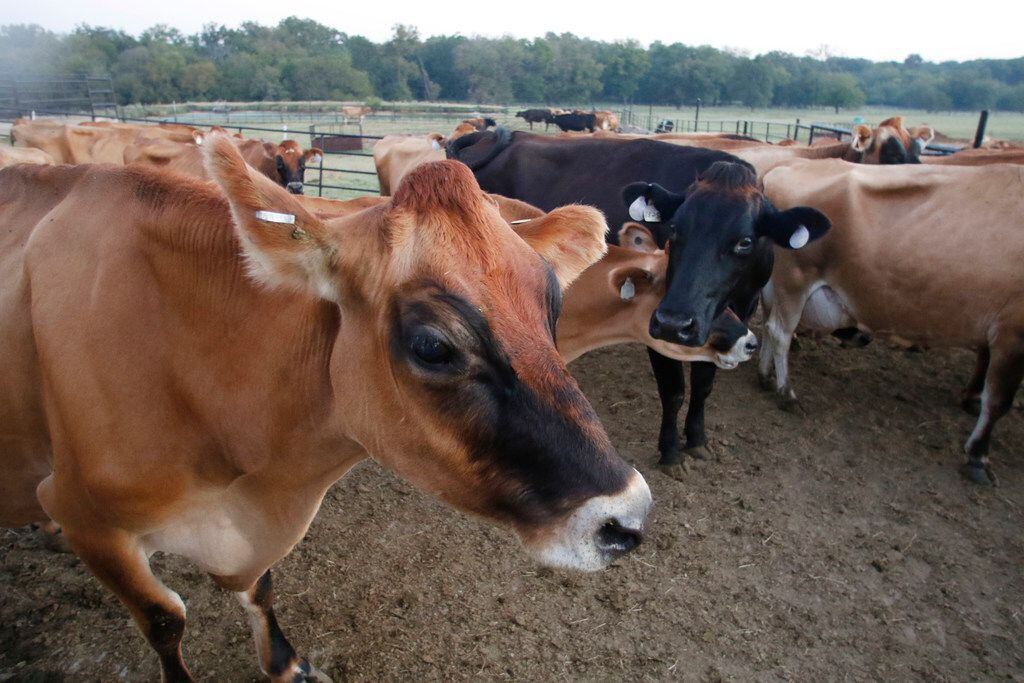 Cows relax after being milked at K-Bar Dairy in Paradise, Texas on Oct. 13, 2017. K-Bar...