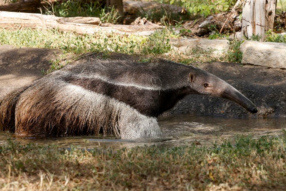 Tullah, a giant anteater, took a dip in a small pool at the Dallas Zoo on Aug. 4, 2022. Zoo...