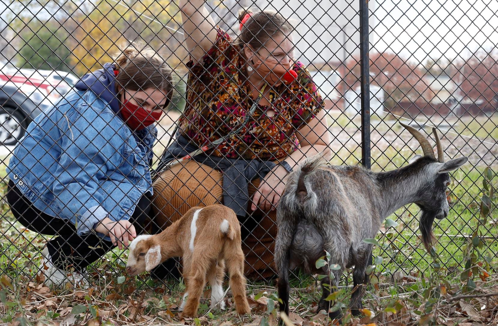 Jordan and Karen Ishee watch the goats Vanessa Reams brought to Dentonpalooza in Denton on Friday, December 3, 2021. Buddy, the goat Jordan is watching, is 3 weeks old.  This is the first year that the event has taken place. 