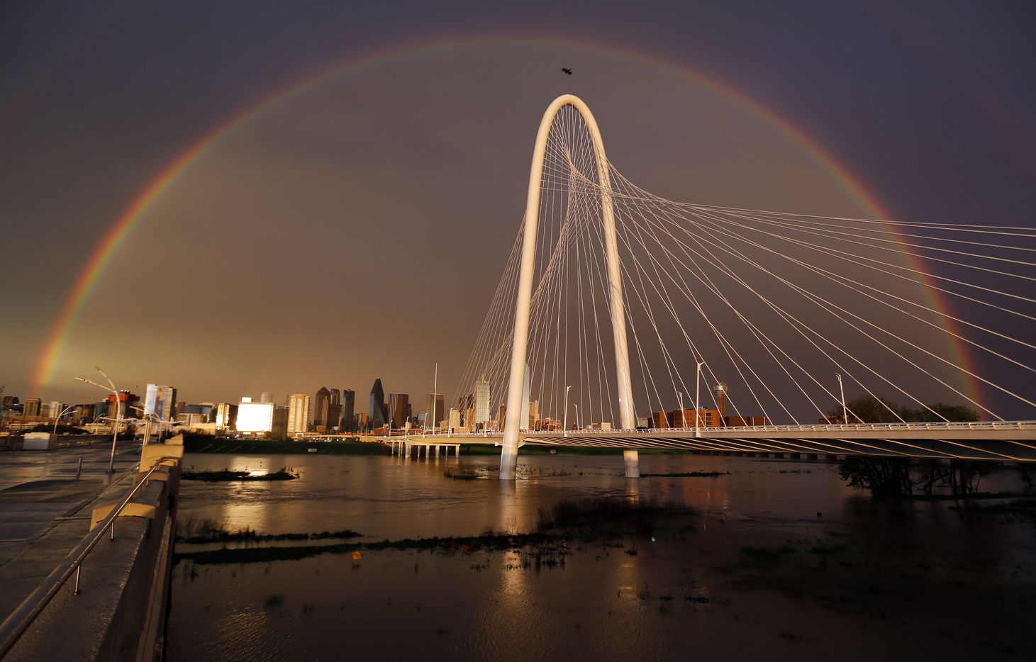 A full rainbow spans downtown Dallas, the rain-filled Trinity River and the Margaret Hunt...
