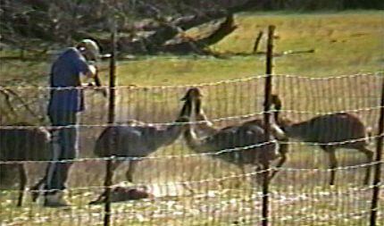 A still image from a video shows Joe  Schreibvogel shooting an emu.