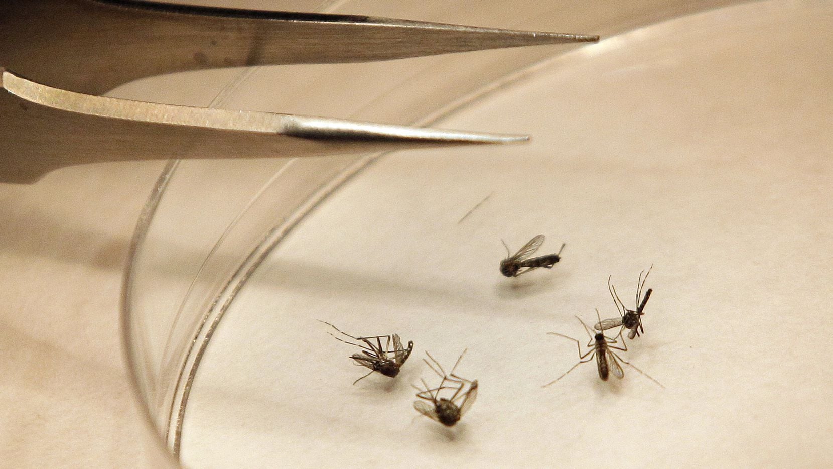 The city of Richardson conducted ground spraying last week after mosquito samples tested...
