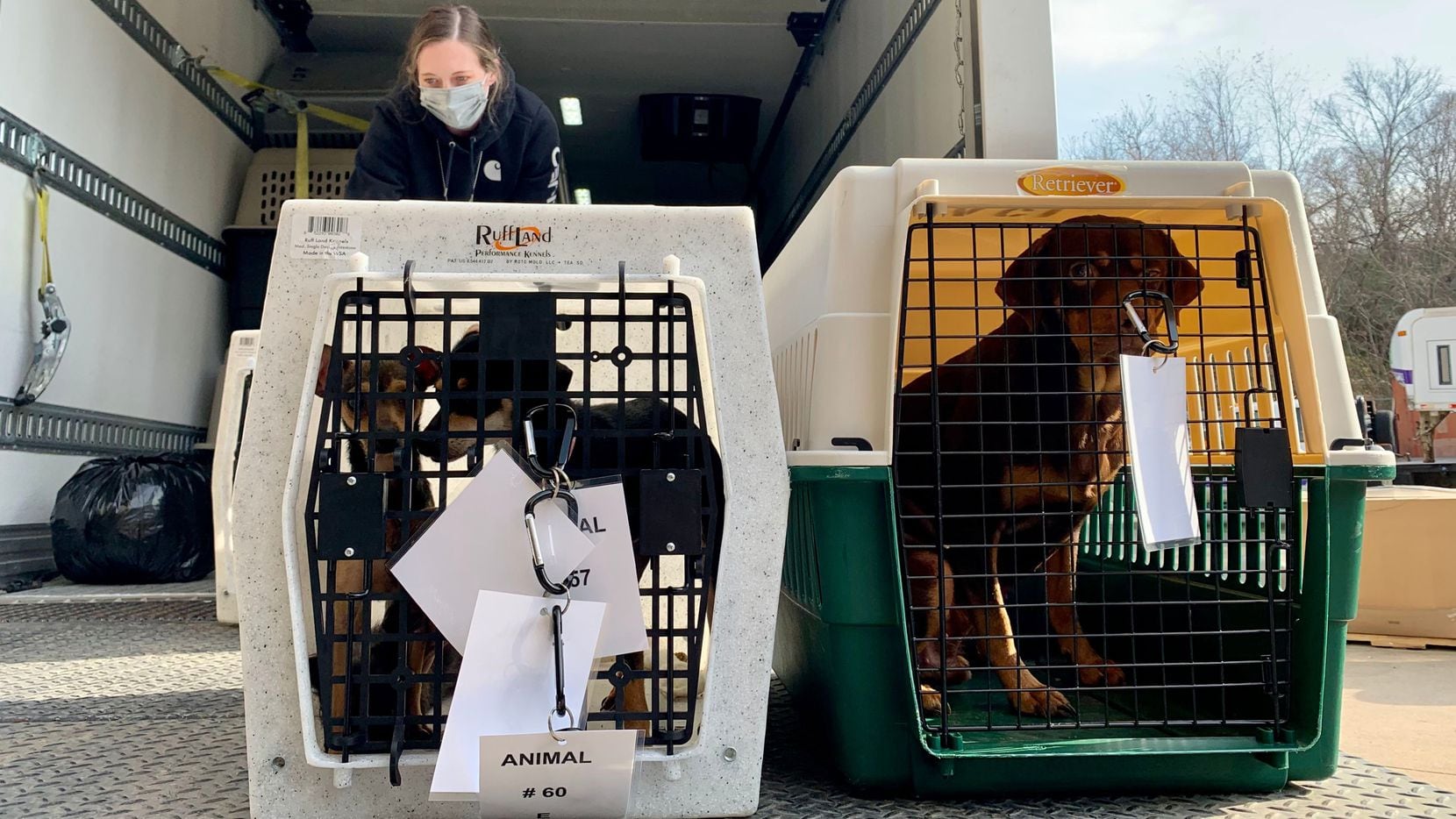La SPCA de Texas y la Oficina del Sheriff del condado de Hunt confiscaron docenas de gatos y perros después de que las agencias recibieron una denuncia de crueldad animal el domingo 9 de enero de 2022 en el condado de Hunt.