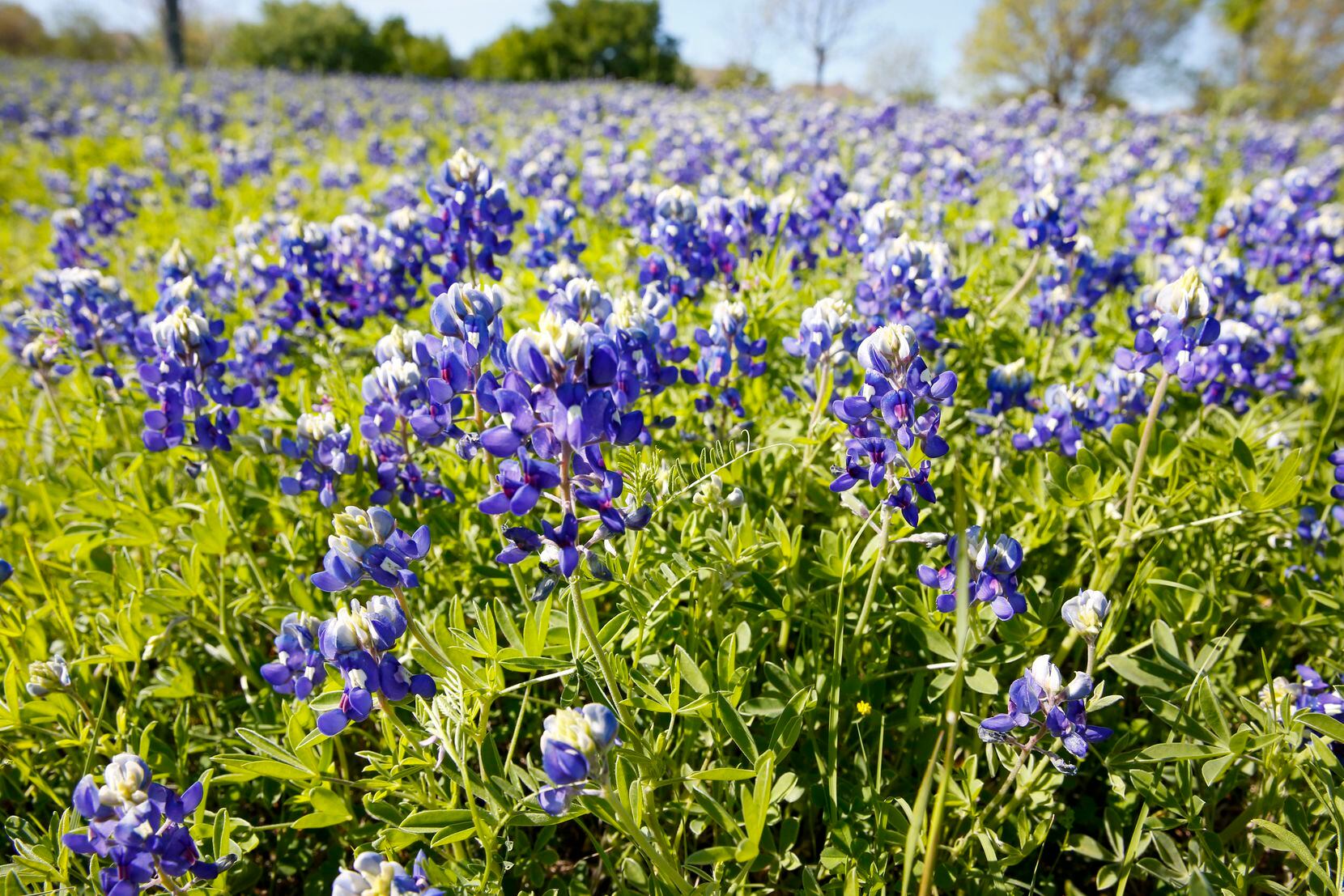 One of the best bluebonnets displays in Dallas-Fort Worth could be in ...