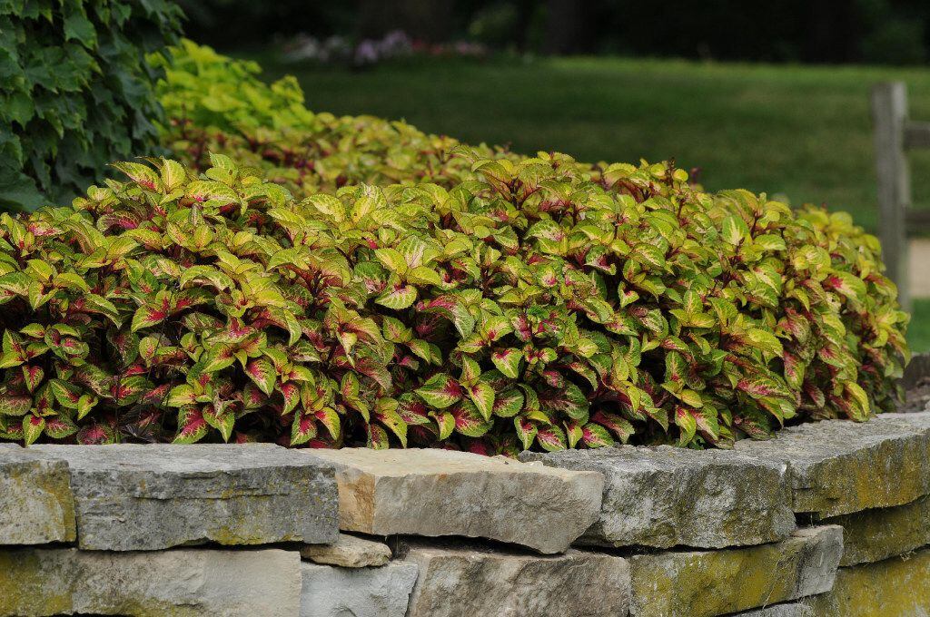 'Rose to Lime Magic' from Versa coleus collection from Ball Horticultural Company. 