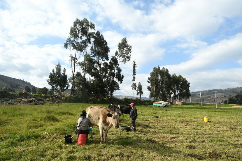Maria, 51, and her husband Cesar, 51, milk one of their cows near their home in the...