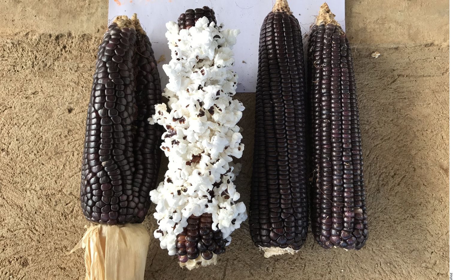 Las palomitas de maíz tiene su origen en México
