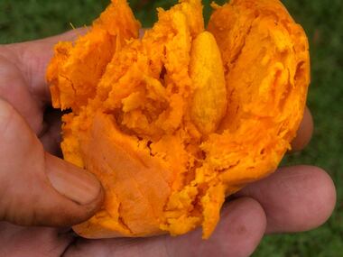 Kevin crumbles an Eggfruit in his palm. It tastes like sweet potato, and feels like a...
