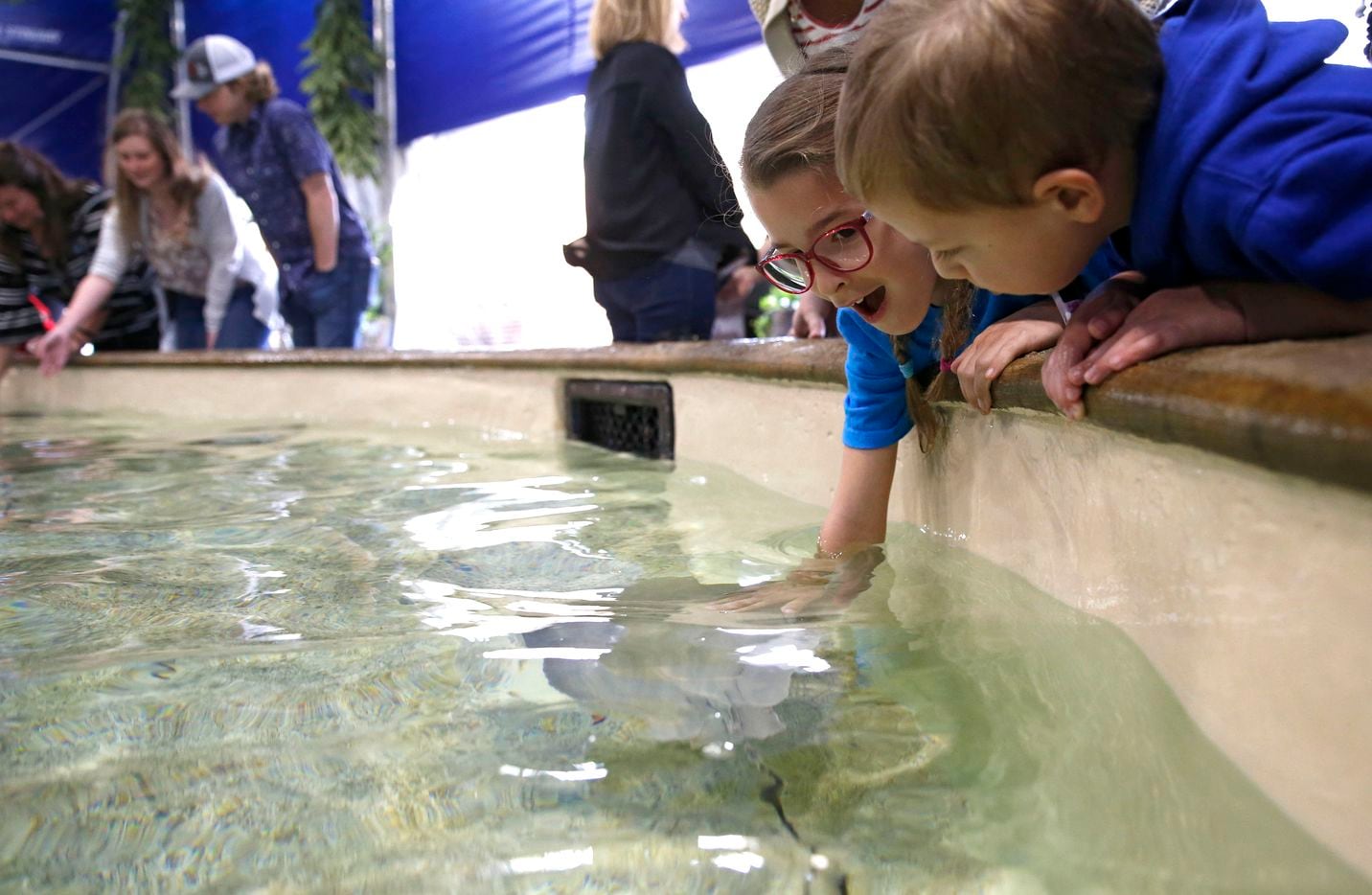 Jillian Heinrichs, 7, of Arlington reacts as she touches a stingray during the grand opening...
