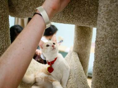 Margie (top) has her head scratched by a customer at Cat Connection the first cat cafe in...