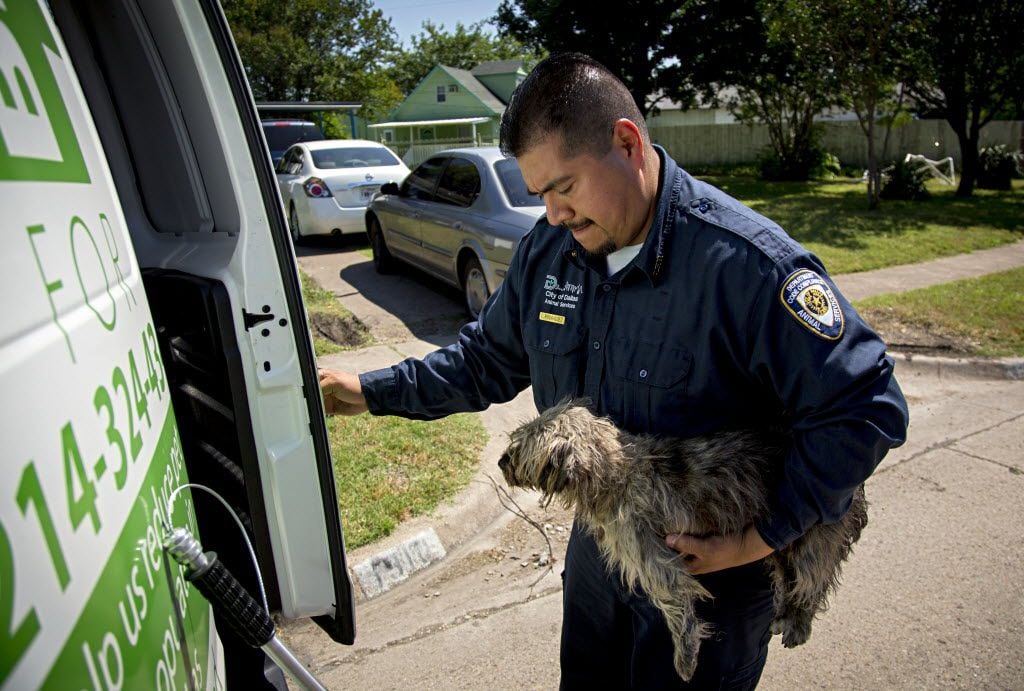 Esteban Rodriguez of Dallas Animal Services loads a stray dog into the back of his van in...