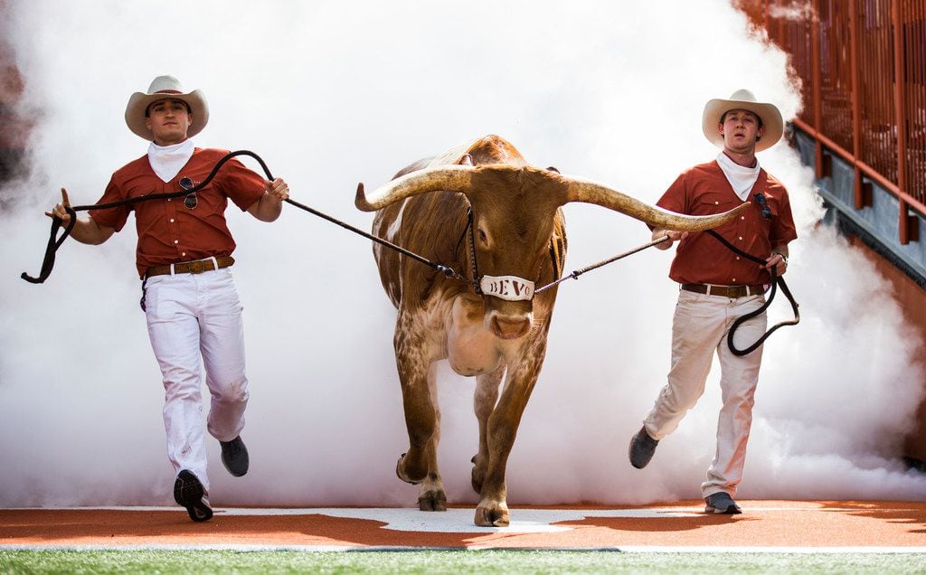 Texas Longhorns mascot Bevo enters the field before a college football game between Baylor...