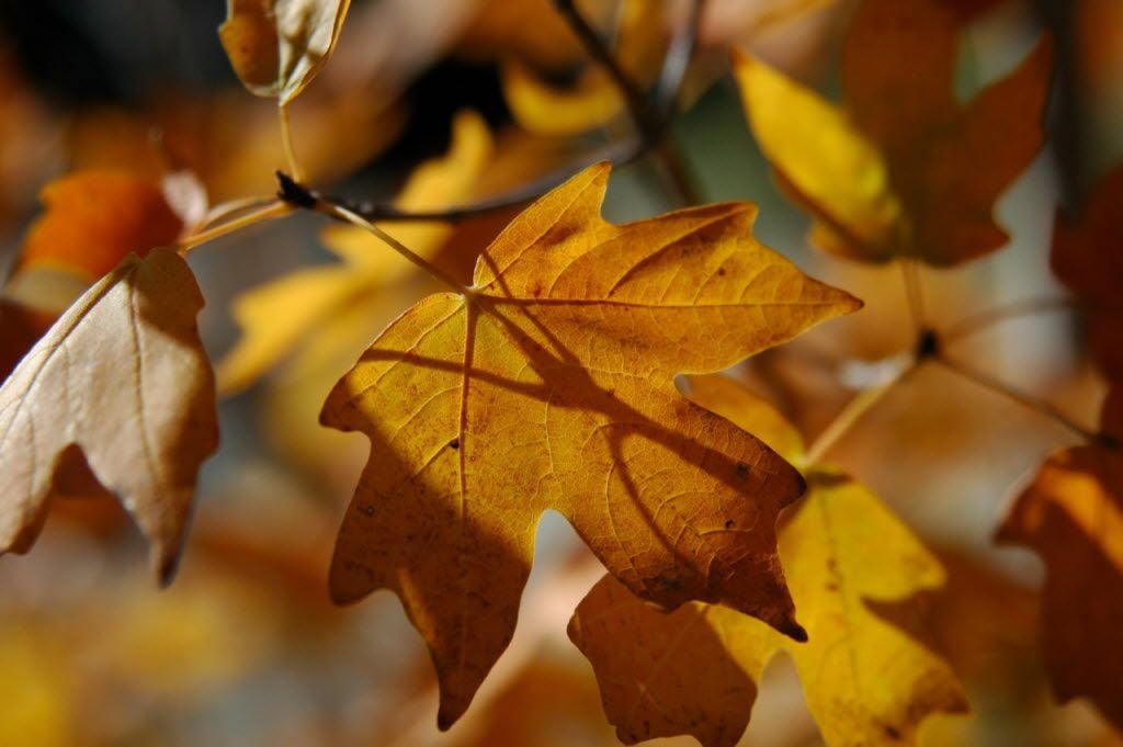 Bigtooth maple leaves have three to five lobes. They can turn spectacular shades of golden...
