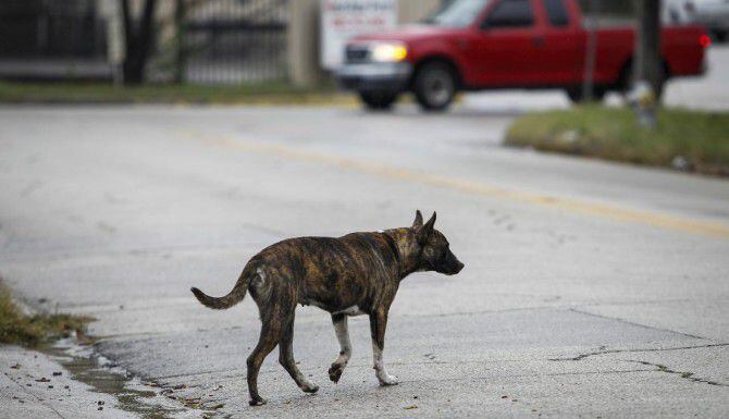 Un comité del Cabildo de Dallas propone multas a personas que dejen a sus perros ladrar por...