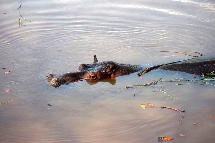 Un hipopótamo que los locales apodaron Tyson, nada en un estanque en Las Chopas, Veracruz,...