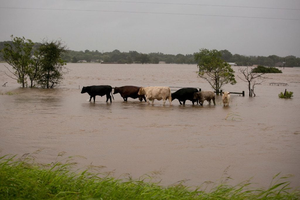 Cattle walk in floodwaters in La Grange, where the Colorado River was cresting on Monday...