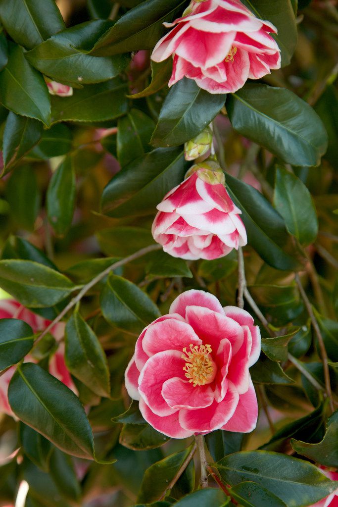 'Christmas Carol' camellia from the Southern Living Plant Collection 