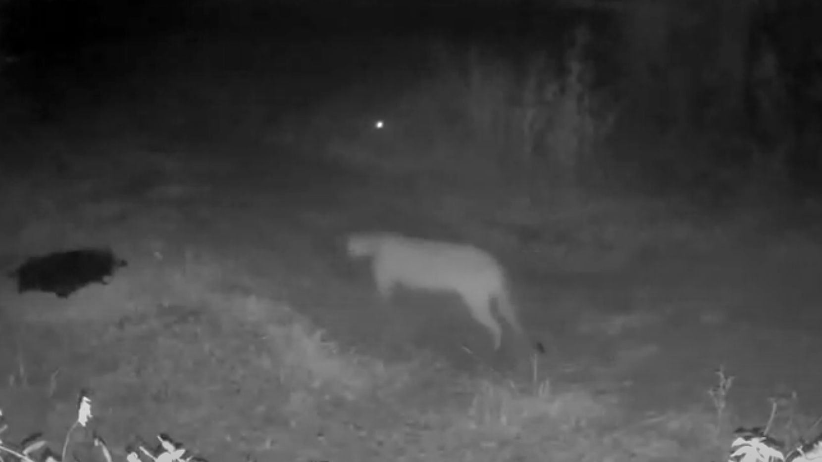 El video de Stephanie Higgins of Rowlett es el primer avistamiento confirmado de un puma o...