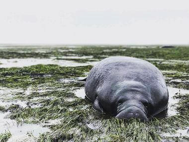 This photo provided by Michael Sechler shows a stranded manatee in Manatee County, Fla.,...