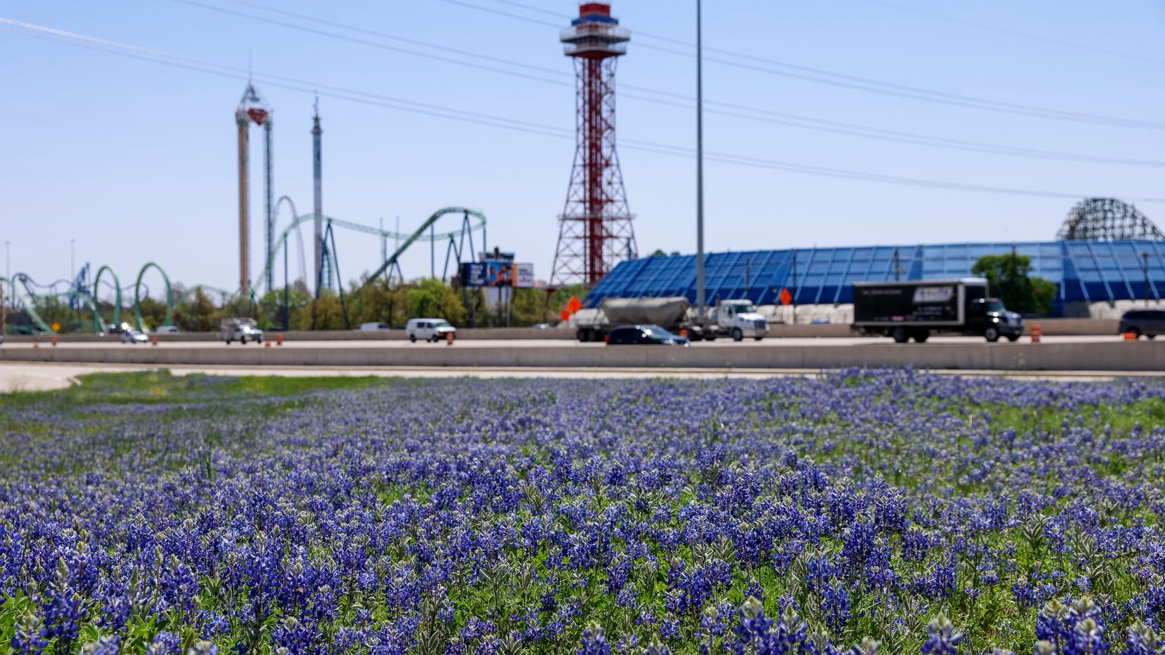 Bluebonnets ¿Por qué las flores silvestres de Texas no siempre son azules?