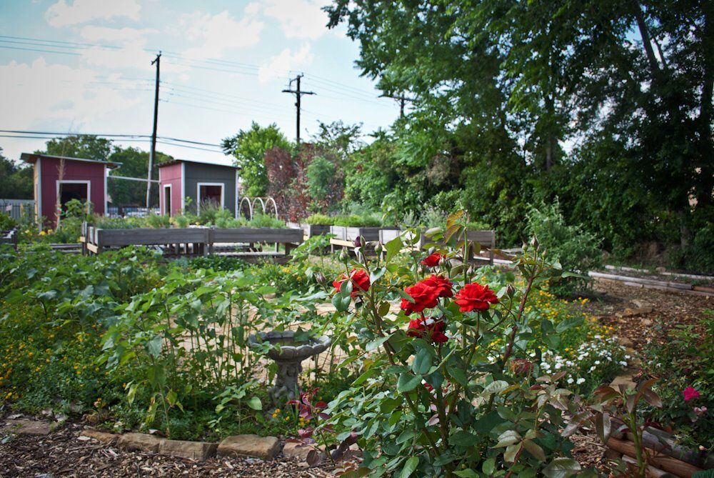 Promise of Peace Community Garden, which moved to a new location last year, is celebrating...