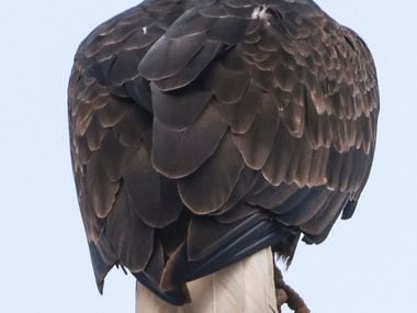 An eagle perches, Tuesday, Nov. 29, 2022, at White Rock Lake in Dallas. Two eagles have been...