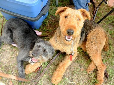 Ziggy and his friend Skittles relax at the 21st annual Dog Day Afternoon at Flagpole Hill in...