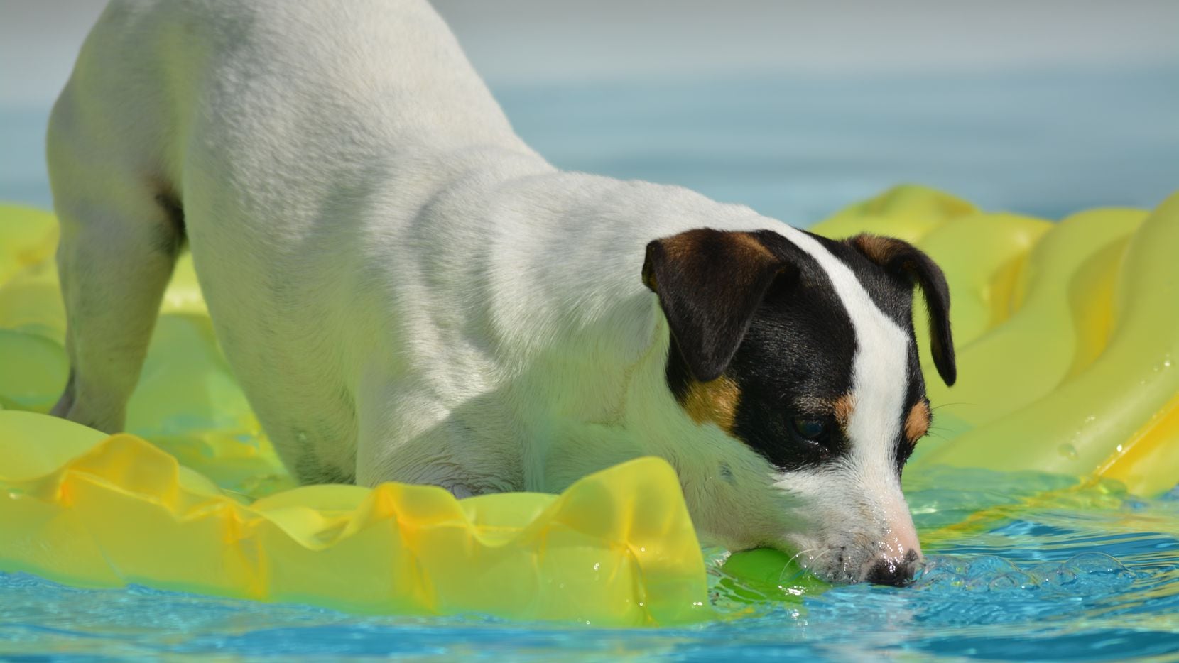Marshall Grain Co.'s annual Pooch Pool Party is Saturday.